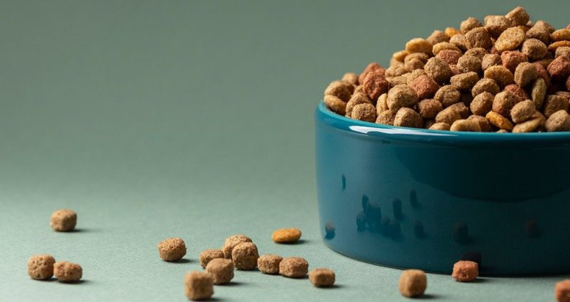 غذای گربه