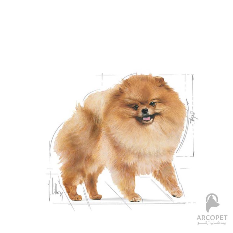 غذای خشک سگ بالغ رویال کنین مدل پامرانین Pomeranian Adult