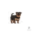 غذای خشک توله سگ یورکشایر تریر رویال کنین Yorkshire Terrier