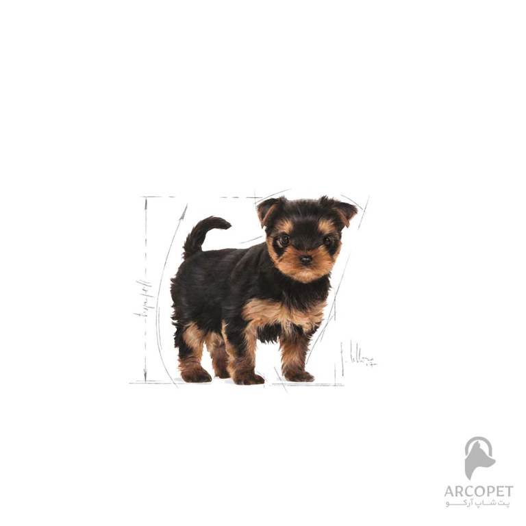 غذای خشک توله سگ یورکشایر تریر رویال کنین Yorkshire Terrier