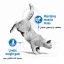 غذای خشک گربه رویال کنین مدل رژیمی Light Weight