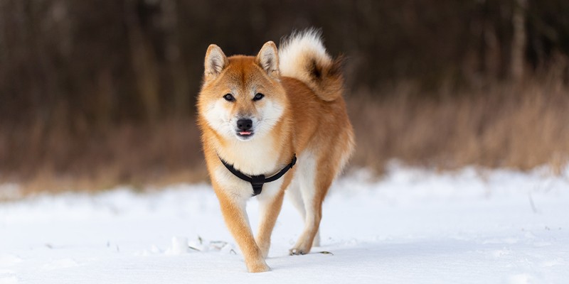 آکیتا | Akita