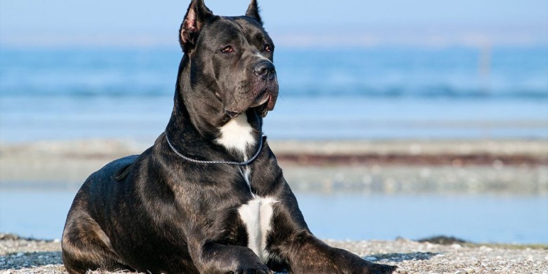 کن کورسو | Cane Corso