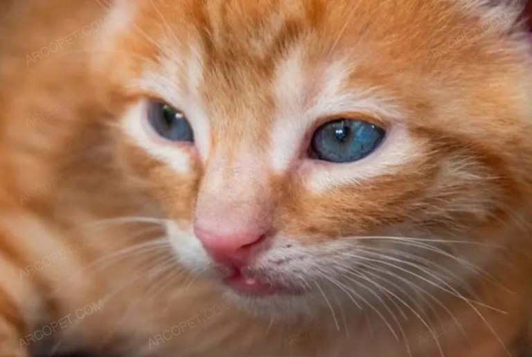 بچه گربه - kitten small