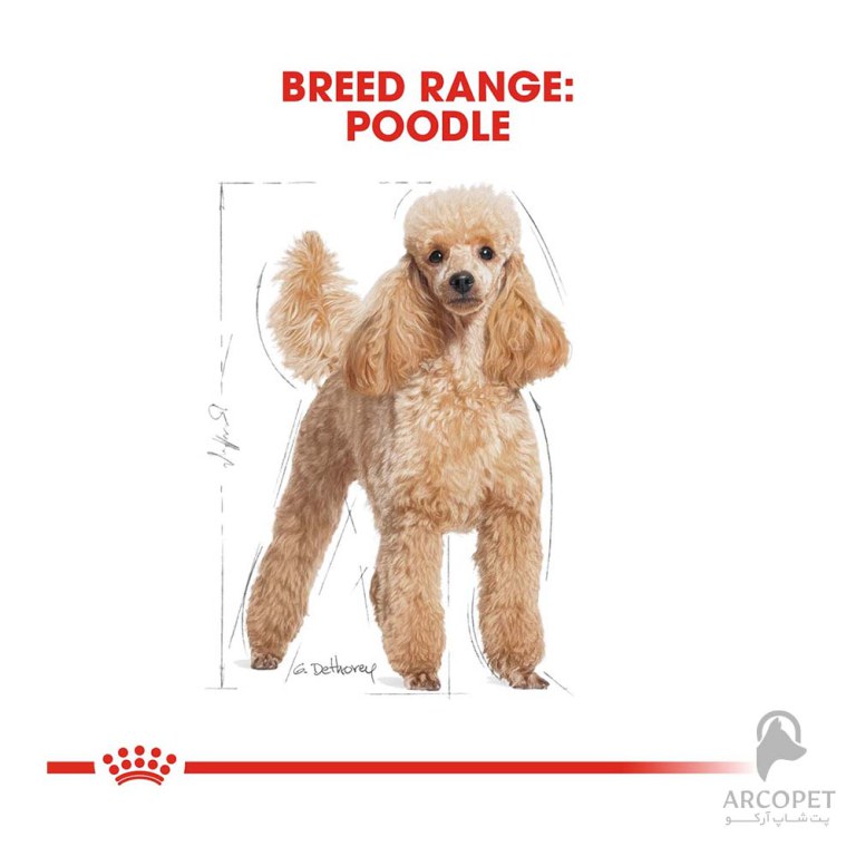 غذای خشک سگ پودل بالغ رویال کنین نژاد Poodle