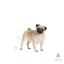 سگ پاگ بالغ رویال کنین Pug