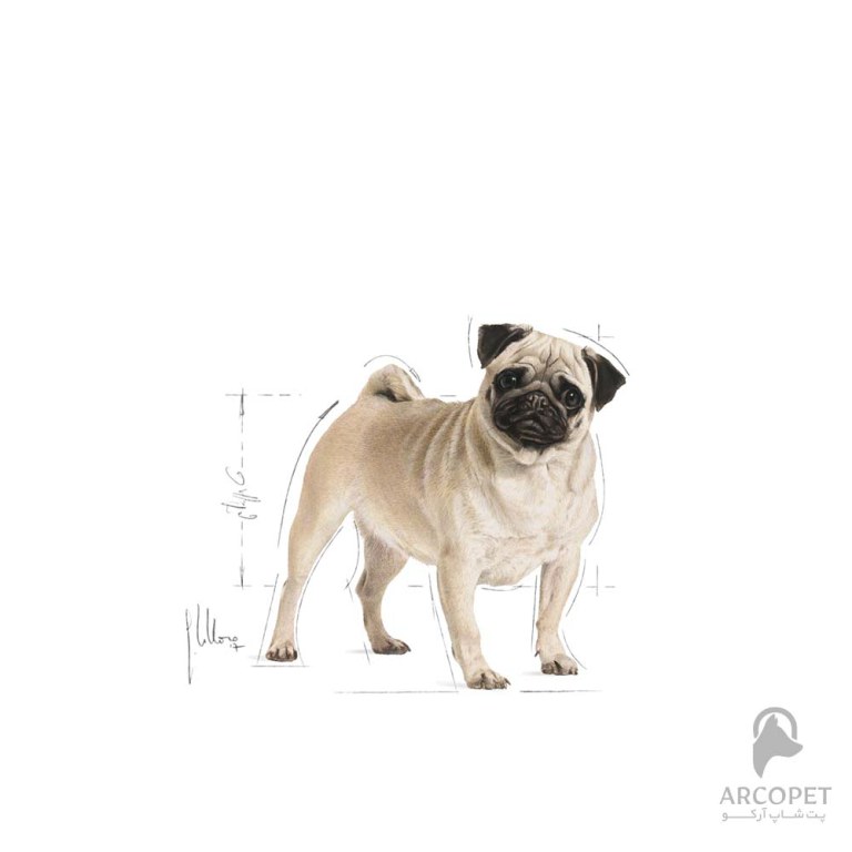 سگ پاگ بالغ رویال کنین Pug