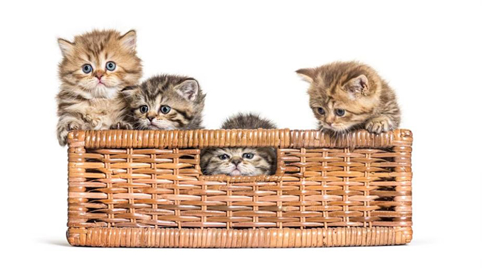 بچه گربه بریتیش _ British kitten