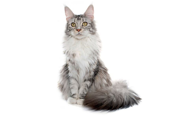 مین کون _ Maine Coon