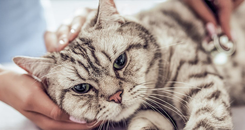 درمان بیماری رنال گربه