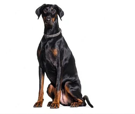 سگ دوبرمن _ Doberman
