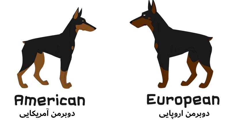 تفاوت دوبرمن آمریکایی و دوبرمن اروپایی