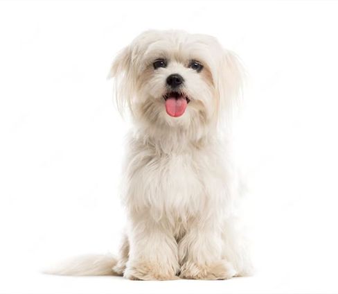 نژاد مالتیز _ Maltese