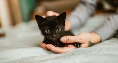 بچه گربه سیاه