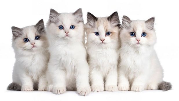 بچه گربه رگدال _ Ragdoll