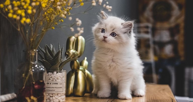 بچه گربه آپارتمانی