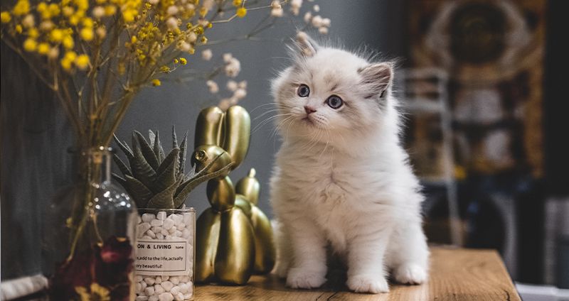بچه گربه آپارتمانی