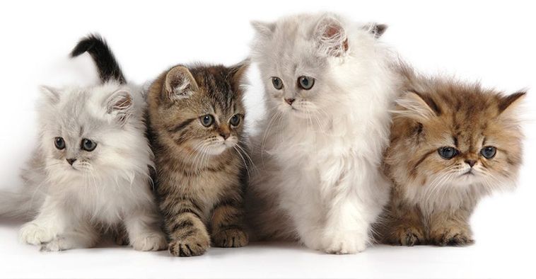 پرشین کت _ Persian Cat
