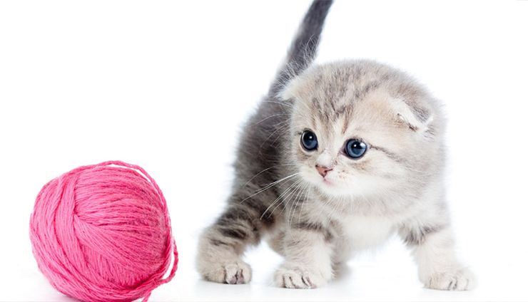 اسکاتیش فولد _ Scottish Fold