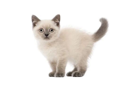 سیامی _ Siamese