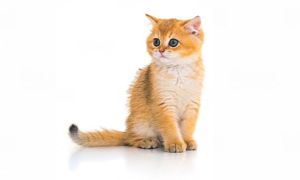 بریتیش مو کوتاه _ British shorthair