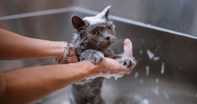 آموزش حمام گربه