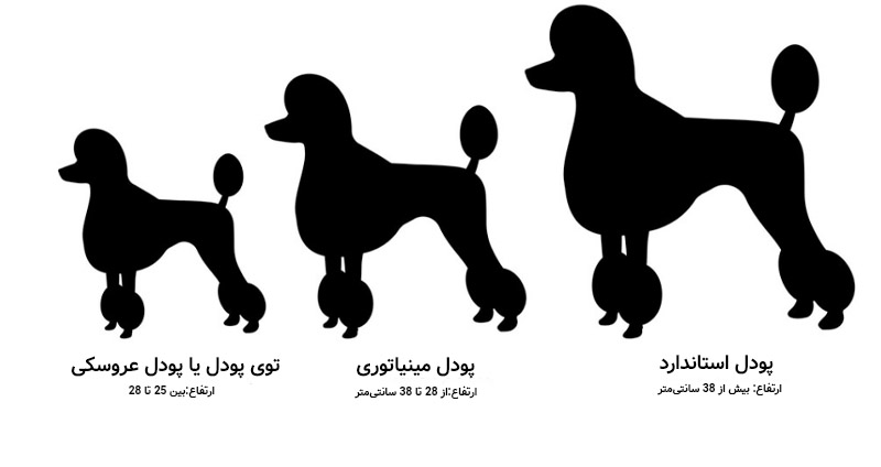 تفاوت پودل عروسکی و مینیاتوری و استاندارد