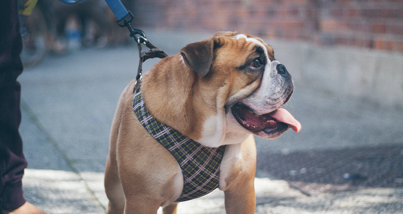 بولداگ انگلیسی _ English bulldog