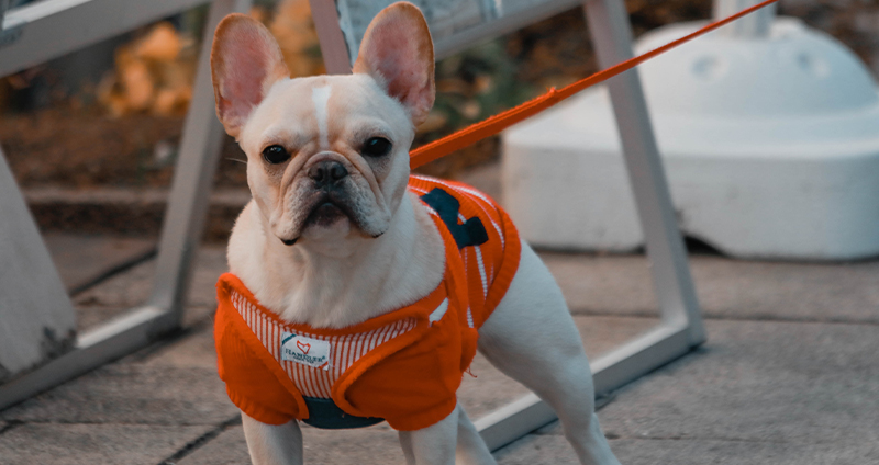 فرنچ بولداگ _ French Bulldog