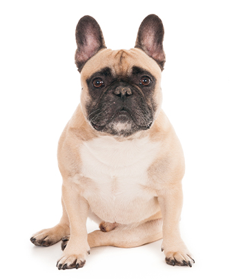 سگ بولداگ _ Bulldog
