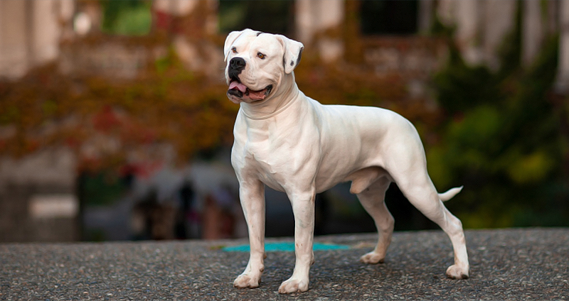آمریکن بولداگ _ American Bulldog