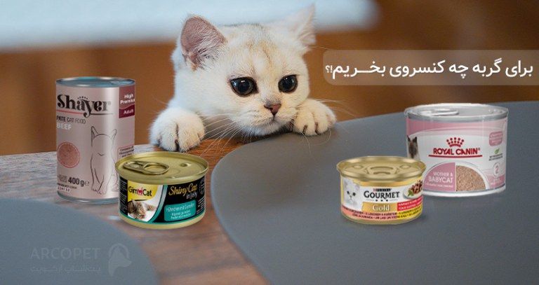 بهترین کنسرو برای گربه