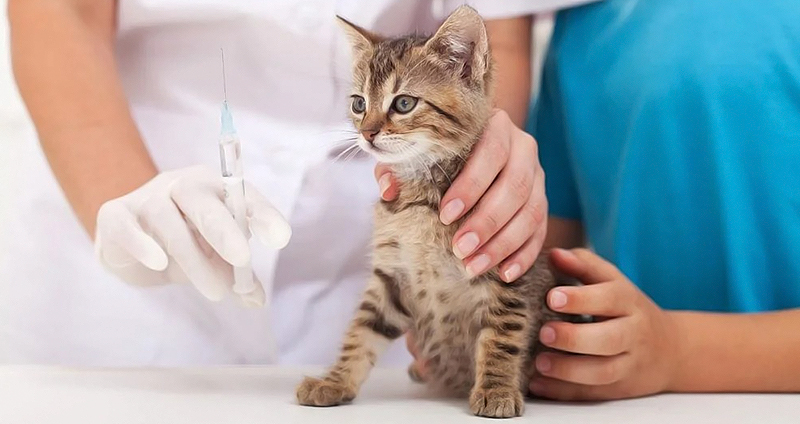 برنامه واکسیناسیون بچه گربه