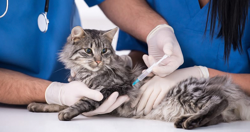 مراقبت از گربه واکسینه