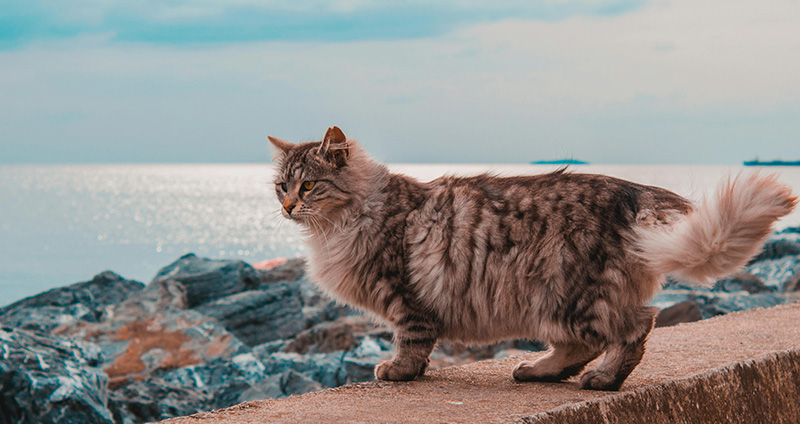 معرفی گربه سیبرین