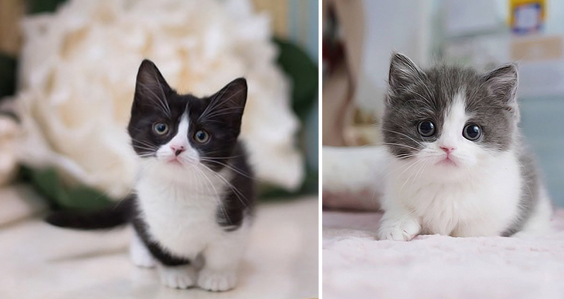 بچه گربه Munchkin