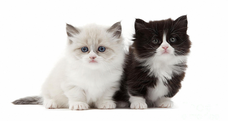 مانچکین _ Munchkin cat