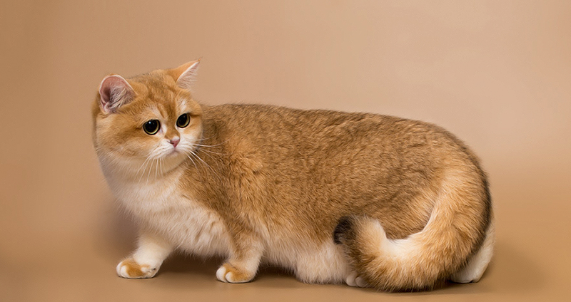 گربه عروسکی مانچکین