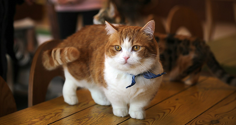 نژاد Munchkin cat