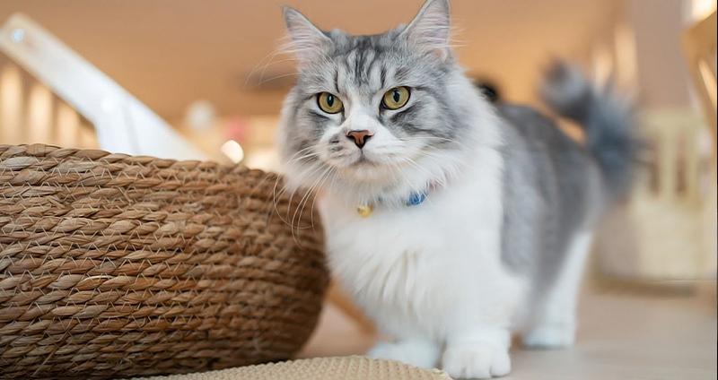 سرپرستی Munchkin cat