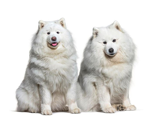 سامویید _ Samoyed