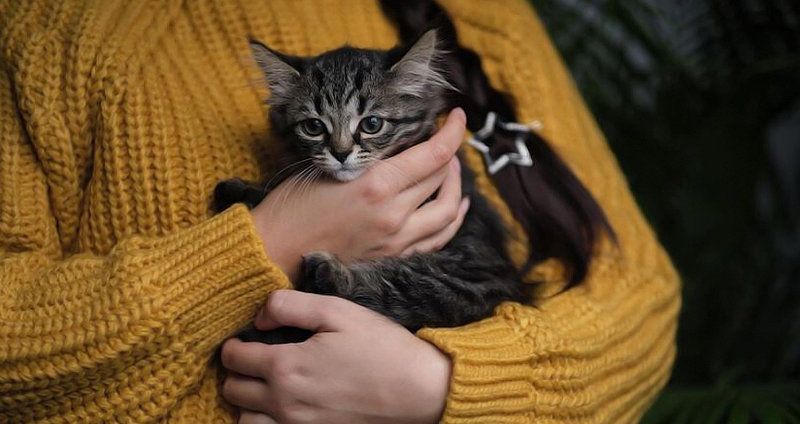 سرپرستی از گربه دی اس اچ