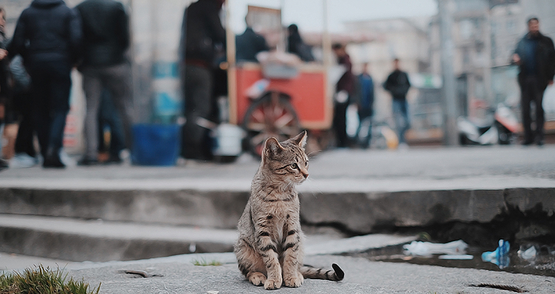 گربه خیابانی