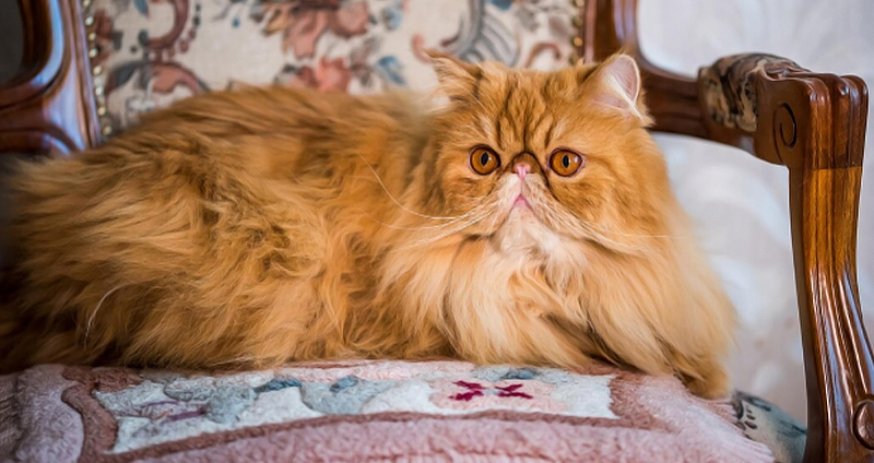 Exotic Longhair