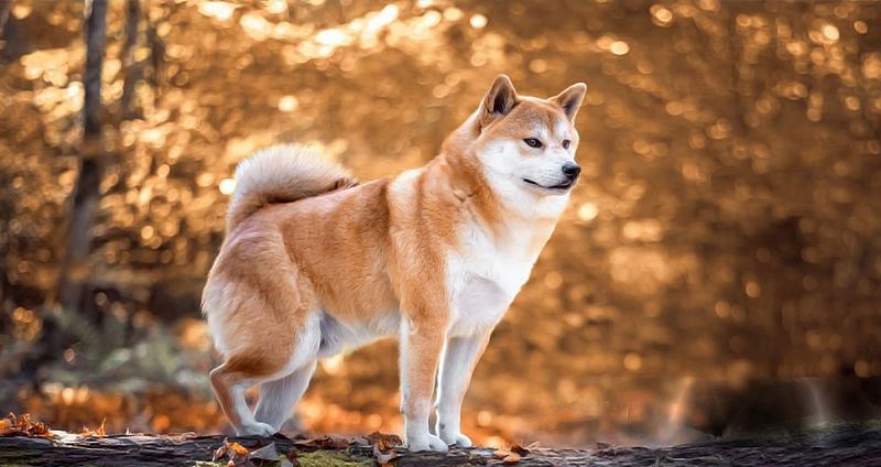 آکیتا اینو – معرفی نژاد Akita Inu سگ نگهبان ژاپنی