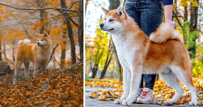 آکیتا اینو _ Akita Inu