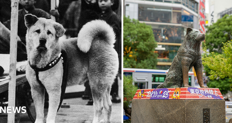 هاچیکو - Hachiko