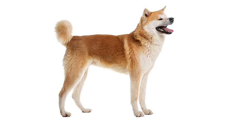 Akita Inu