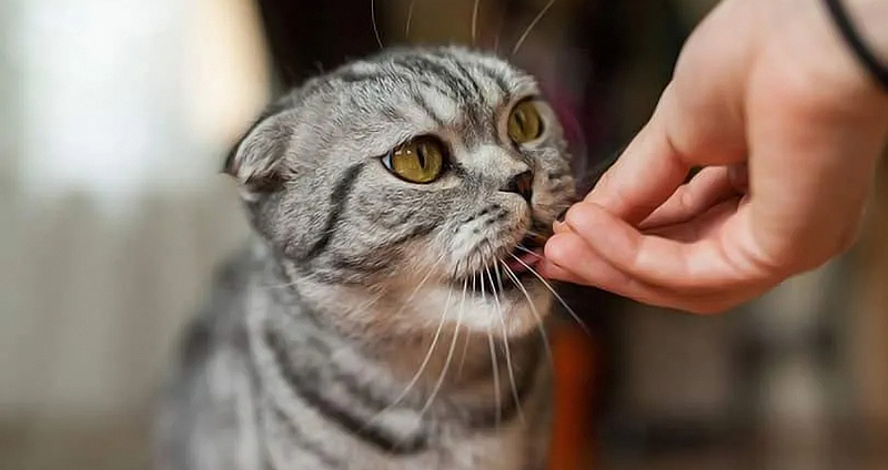 نان خشک برای گربه